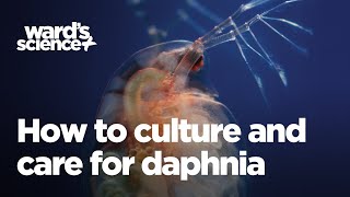 Caring and Culturing for Daphnia [upl. by Polash]