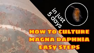 How to Culture Magna Daphnia Easily [upl. by Kcireddor]