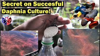 How to Culture Daphnia Successfully [upl. by Ahsercul]