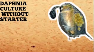 HOW TO CULTURE DAPHNIA NATURALLY WITHOUT A STARTER [upl. by Ssenav]