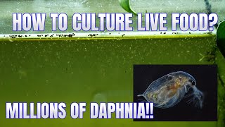 How to Culture Daphnia Secret Method to Breed MILLIONS  Simply Aquatic [upl. by Eilasor]