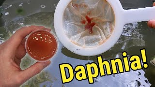 How I Culture Daphnia In Outdoor Tubs [upl. by Ogu]