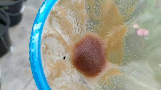 How to culture daphnia moina in a small container Part 1 English Subtitle [upl. by Elana]