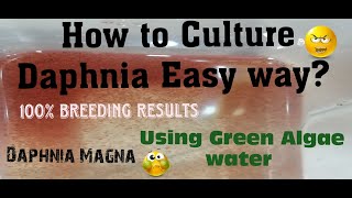 Daphnia MagnaHow to Culture Daphnia Easy wayCulturing Daphnia using Green water Daphnia [upl. by Cosme]