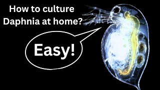 BEST Live Fish Food Beginner guide How to Culture Daphnia at home [upl. by Greenman]