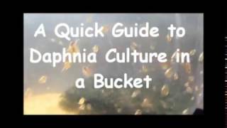 How to culture daphnia outside [upl. by Esinad]