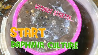 How to culture daphnia moina the easy way 1  Starting the Daphnia culture [upl. by Jammie331]