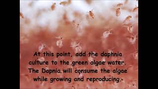 Daphnia  How to grow daphnia in your home [upl. by Schuster]