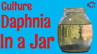 How to Culture Daphnia in a Jar [upl. by Silber]