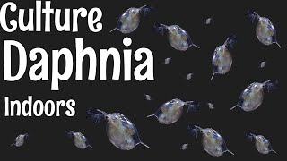 How to Culture Daphnia [upl. by Jez465]