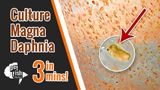 How to culture DAPHNIA MAGNA  The easy way [upl. by Breed217]