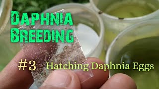 Daphnia Culture made simple and easy 3  Hatching Daphnia eggs [upl. by Inafets]