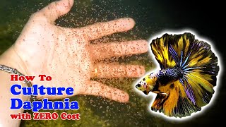 How to Culture Daphnia with ZERO Cost  Unlimited Live Food For Our Fish [upl. by Kenwrick]