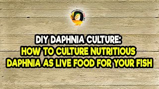 DIY Daphnia Culture How to Culture Nutritious Daphnia as Live Food for Your Fish [upl. by Landy]