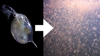 How I Culture Daphnia [upl. by Gluck]