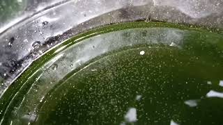 DAPHNIA MOINA CULTURE IN A SMALL BUCKET [upl. by Nessa]