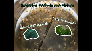 How To Culture Daphnia and Moinas using Green Water Spirulina powder [upl. by Lienet133]