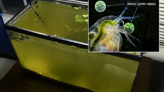 Raising Daphnia for the Freshwater Aquarium [upl. by Sontich]