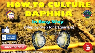 HOW TO CULTURE DAPHNIA In Easy Way [upl. by Reifnnej]